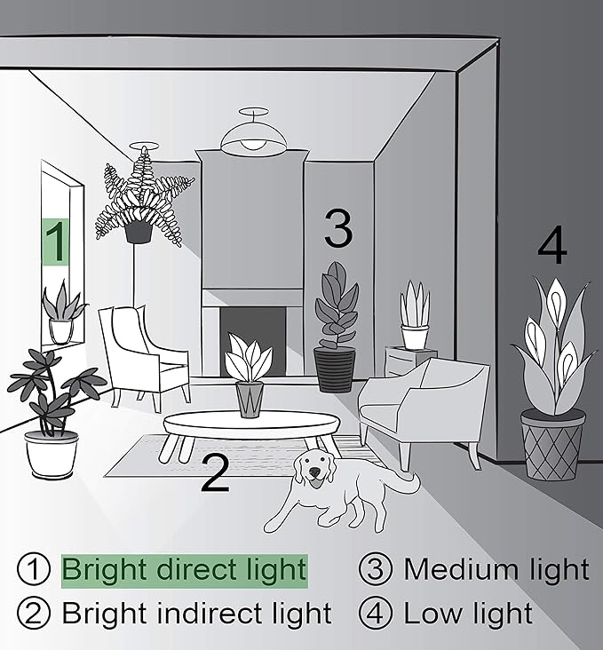 Thorsen's Greenhouse Live Petra Croton Plant, Codiaeum Variegatum, Colorful Foliage, Live Indoor Houselant (Brushed Silver, 4-inch Pot)