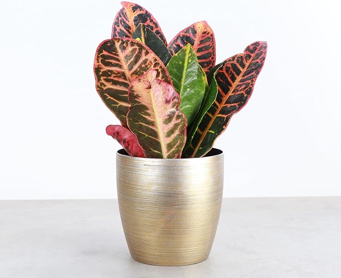 Thorsen's Greenhouse Live Petra Croton Plant, Codiaeum Variegatum, Colorful Foliage, Live Indoor Houselant (Gold, 4-inch Pot)