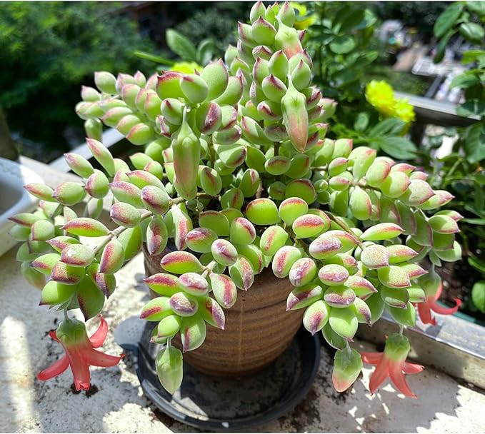 4" Cotyledon Pendens in White Stripe Pot, Live Succulent Rare House Plant for Home Office Wedding Indoor Outdoor Decoration, DIY Projects, Party Favor