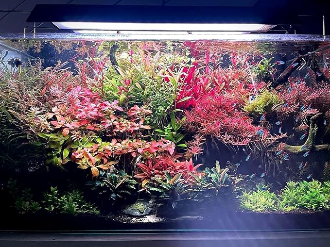 SubstrateSource Live Aquarium Red Stem Plants - Freshwater Aquatic Plant for Fish Tanks, Aquascaping - (Alternanthera Reineckii Rosanervig, 1 Bunch)