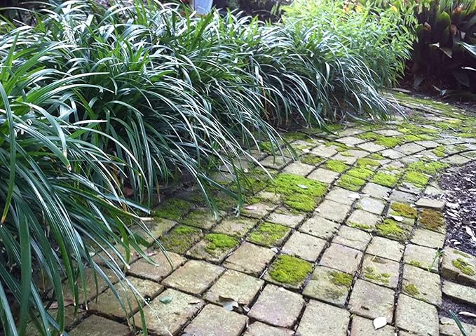 Mondo Grass Ophiopogon Japonicus | 200 Live Pips Bare Root Plants | Live Shade Loving Evergreen Groundcover Plants
