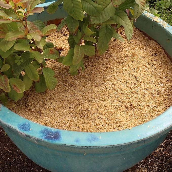 Gardenera Rice Hulls for Potting Applications - Promote Root Development, Water Efficiency, and Disease Resistance - 5 QUARTS