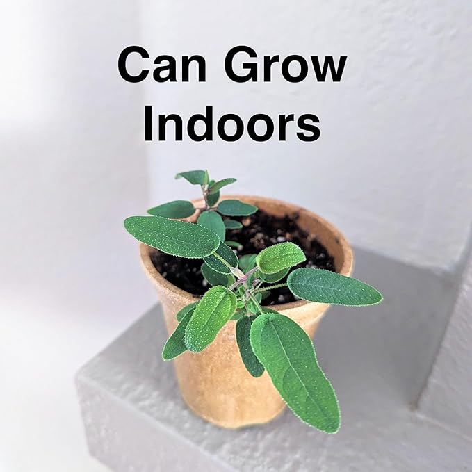 Lemon Eucalyptus (Corymbia citriodora) Live Plant - Fragrant Indoor/Outdoor Plant with Natural Insect Repellent Citronella Oil (4 eucal-Lemon sacs)