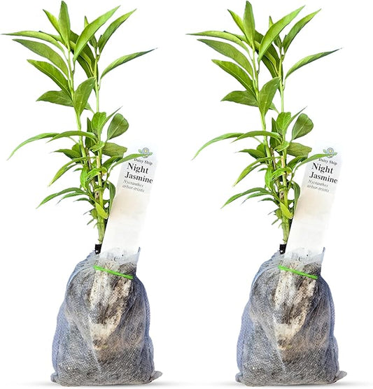 Night Blooming Jasmine Live Plant - Cestrum Nocturnum. Fragrant Flowering Shrub for Garden, Patio or Window (2 ngt.jas sacs)