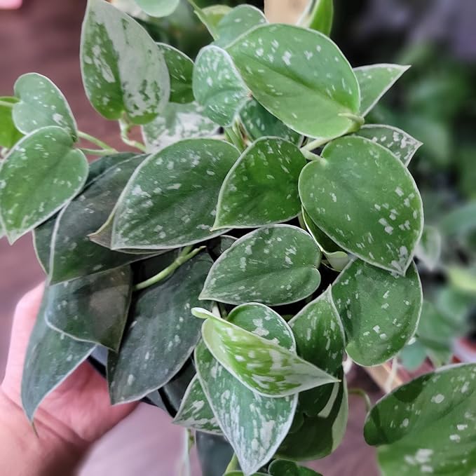 Elevate Your Space with Gardenera's Organic Potting Mix - Tailored for Thriving Scindapsus Sterling Plants and Striking Leaves - 2 Quart