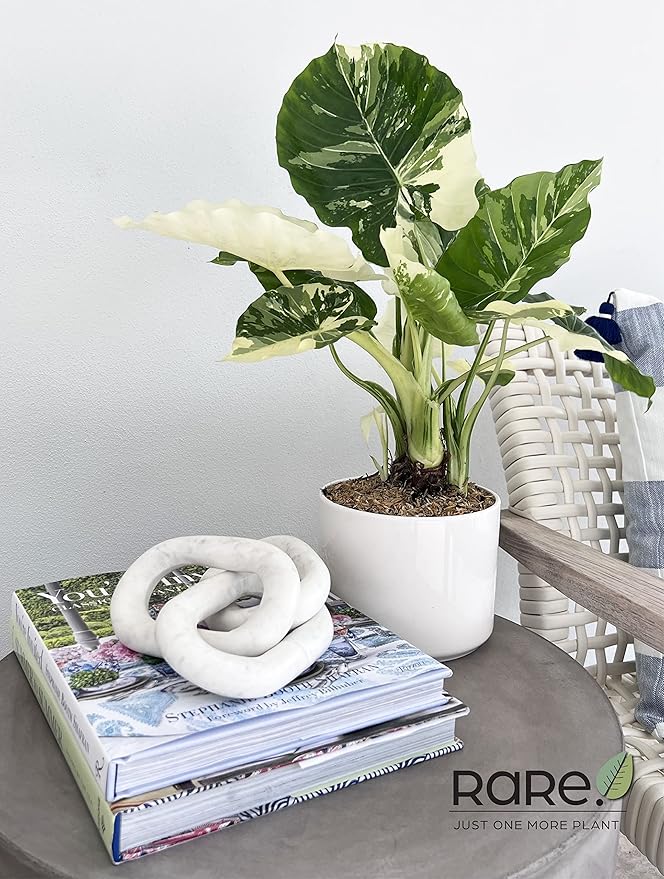 Nature's Way Farms, Alocasia Dawn Variegated, Rare Plant Collection, Live Plant (18-24 in. Tall) in Grower Pot