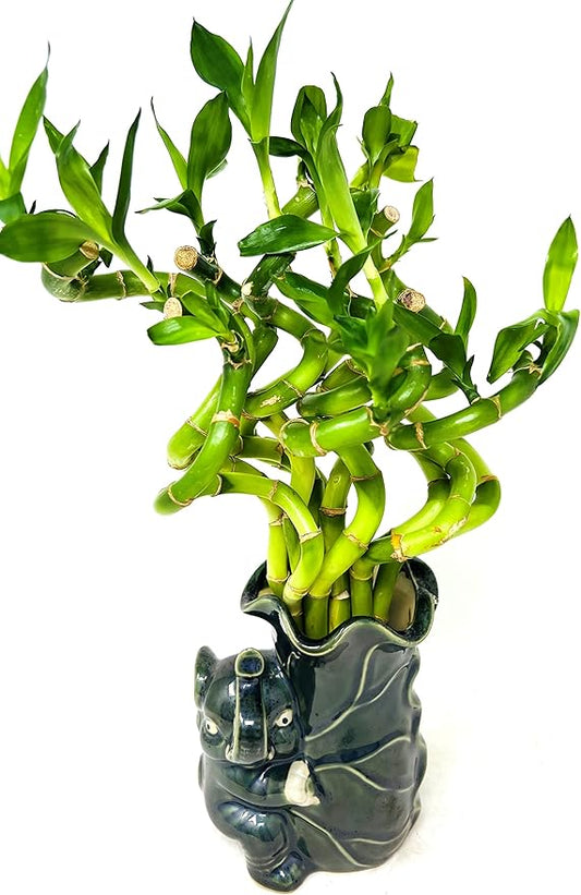 Live Spiral Lucky Bamboo Bundle Hugging Elephant Dark Vase