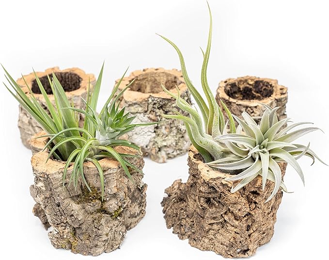 Air Plant Shop Cork Bark Planters with Assorted Air Plants- Wholesale and Bulk - Succulents - Live Tillandsia - Easy Care Indoor and Outdoor House Plants