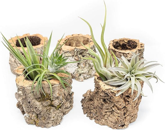 Air Plant Shop Cork Bark Planters with Assorted Air Plants- Wholesale and Bulk - Succulents - Live Tillandsia - Easy Care Indoor and Outdoor House Plants