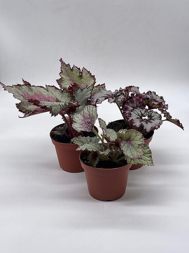 BubbleBlooms Harmony's Begonia Rex Assortment, Cold Pastel Winter Colors, 3 Different Begonias in 4 inch pots