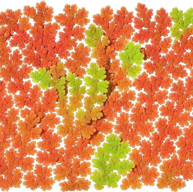 Azolla caroliniana 25 + Plants Live Floating Pond Plant Mosquito Fern Water Velvet Fairy Moss Aquarium Outdoor Ponds Fast Growth Outcompetes Algae Fish Food filiculoides