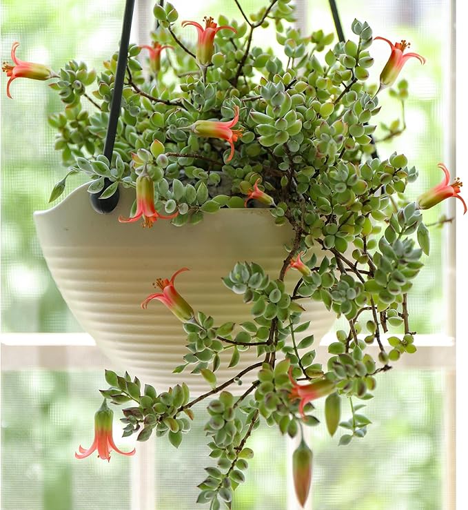 4" Cotyledon Pendens in White Stripe Pot, Live Succulent Rare House Plant for Home Office Wedding Indoor Outdoor Decoration, DIY Projects, Party Favor