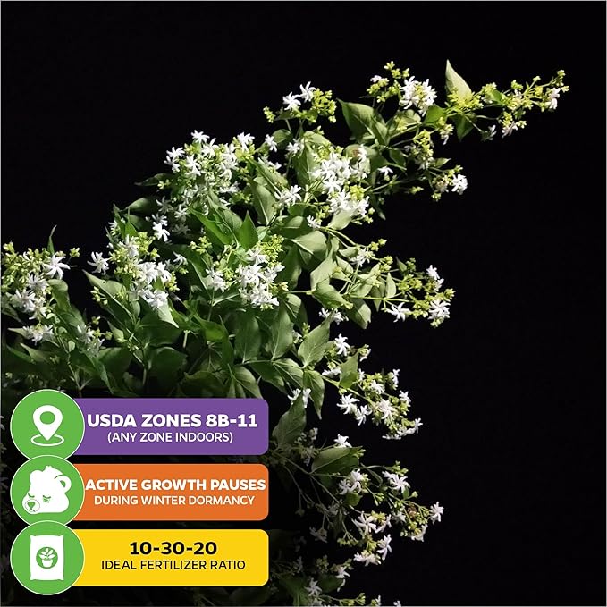 Night Blooming Jasmine Live Plant - Cestrum nocturnum - Wellspring Gardens Starter Plant