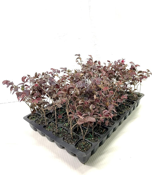 Loropetalum Red Chocolate I 40 Live Plants I Chinese Fringe Flower I Deep Burgundy Foliage with Pink Flower Accents - Low-Maintenance, Drought-Resistant Shrub