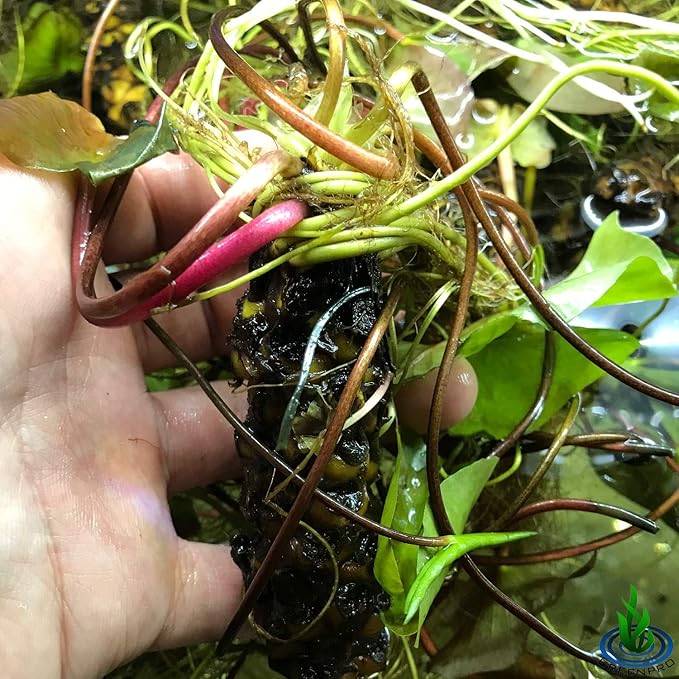 Pre-Grown Hardy Water Lily Tuber (Top 4 IWGS Award) Aquatic Pond Plant Garden Assorted Free Fertilizer Supplies