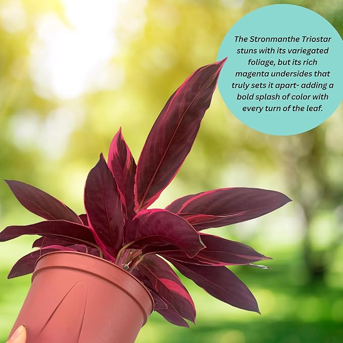 CoollectivePlants Stromanthe Triostar – Live Plant in 6″ Growers Pot, Easy Care Indoor Plant, Low Maintenance Houseplant, Rare House Plants Live