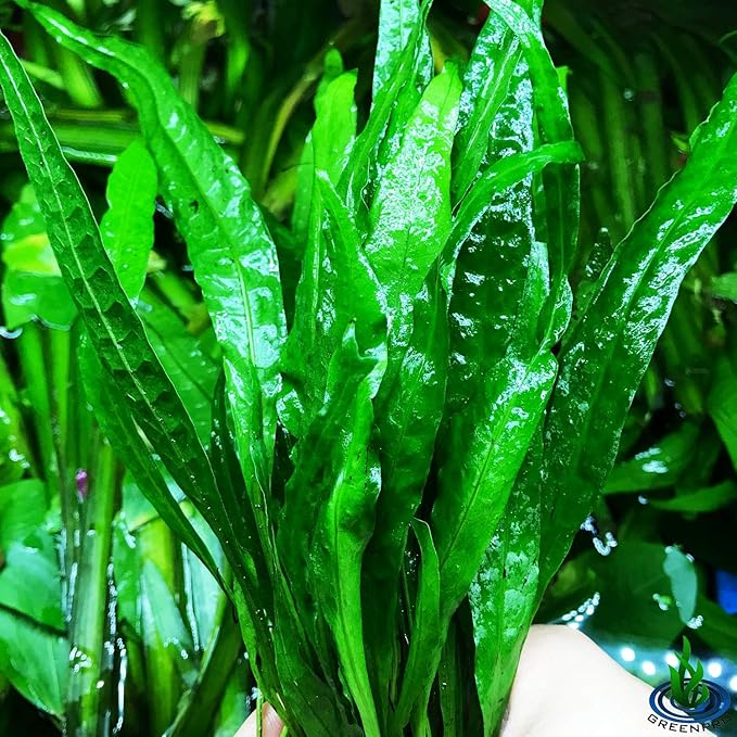 (20+ Leaves) Microsorum Pteropus Java Fern Live Aquarium Plant Tall Bunch Aquatic Fish Tank Decoration