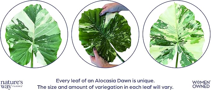 Nature's Way Farms, Alocasia Dawn Variegated, Rare Plant Collection, Live Plant (18-24 in. Tall) in Grower Pot