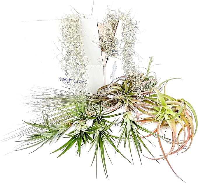 ragnaroc Holiday Hosting Gift Box Giant - 13ct -Tillandsia Air Plant Set - Live Arrival Guaranteed - House Plants for Home Decor & Gift
