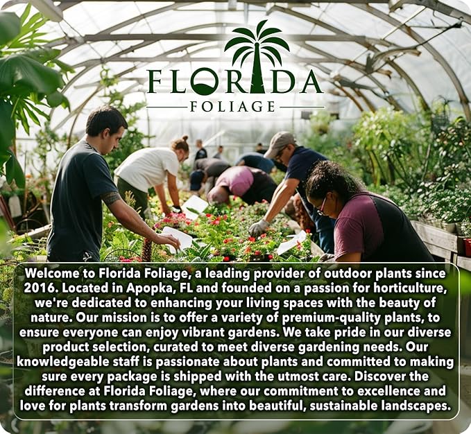 Beach Bum Blue I 3 Large Gallon Size Plants I Evolvulus Glomeratus I Live Low-Maintenance, Drought-Resistant, Ideal for Coastal Gardens