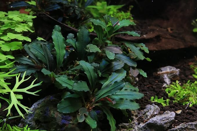 SubstrateSource Bucephalandra Rainbow Frost Live Aquarium Plant - Natural Freshwater Fish Tank Decorations and Aquatic Decor (Plant (10-15 Leaves))