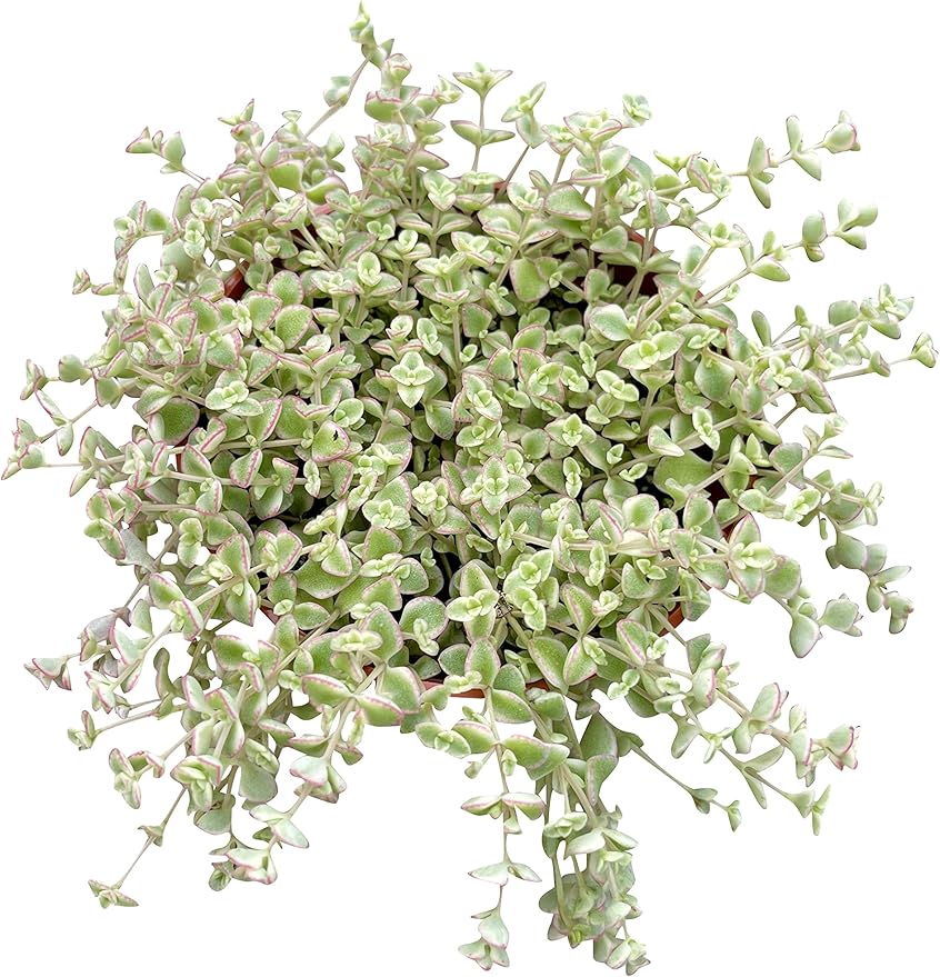 Live Succulent 4" Sedum Little Missy Variegated, Succulents Plants Live, Succulent Plants Fully Rooted, House Plant for Home Office Decoration, DIY Projects, Party Favor Gift by The Succulent Cult