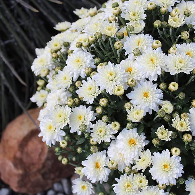 Altman Plants White Chrysanthemum Plant in 1 Gal Grower Pot, Garden Mum, Flowering Plants Outdoor Plants Live Mums, Real Outdoor Plants, Patio or Porch Flowers for Fall, Easy Care