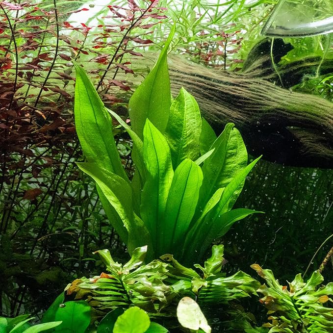 SubstrateSource Live Plant - Amazon Sword (Echinodorus Bleheri) - Beginner Friendly, Easy Care, Medium Light, Midground to Background Placement - Freshwater Aquarium Decoration - 1 Bunch (4-5 Plants)