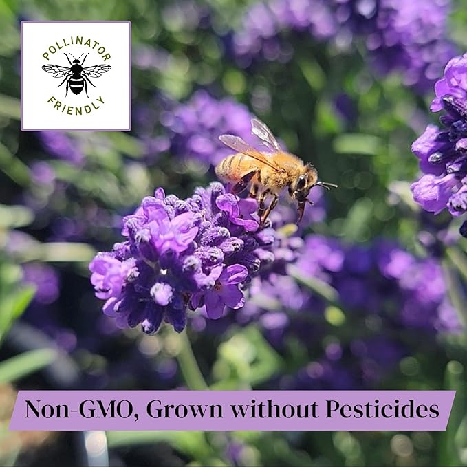 L+ Lavender 'Hidcote Blue' – 4 Live Plants in 4" Pots – Dark Purple Flowers – Fragrant, Pollinator-Friendly, Drought & Deer Resistant – Grown in Washington