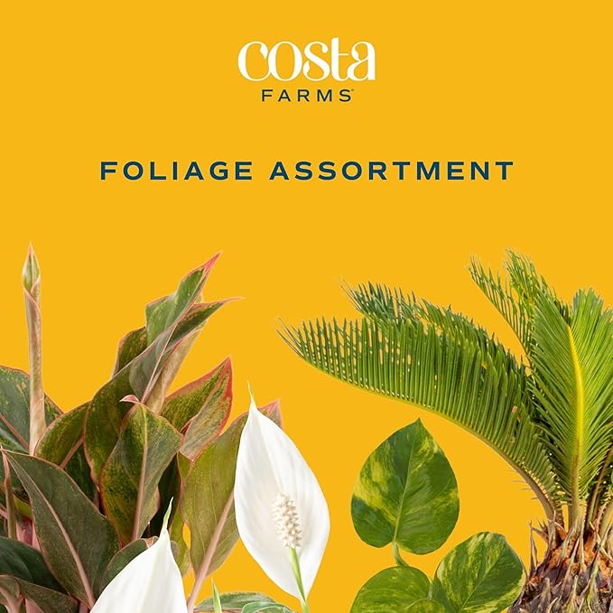 Costa Farms Live Plants | Pack of 6 | Easy to Grow Indoor Houseplants | 1-Foot Tall | Hand-Selected Variety Mix | 6-Inch Plant Pots | Housewarming Gift | Office and Room Decor