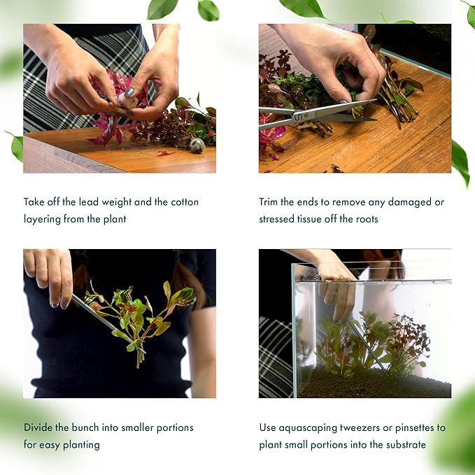 SubstrateSource Live Aquarium Stem Plants - Freshwater Aquatic Plant for Fish Tanks, Aquascaping - (Alternanthera Reineckii Variegatus, 1 Bunch)