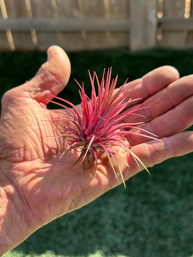 Air Plants - Tillandsia Ionantha - Organically Enhanced Color - Live Arrival Guaranteed - House Plants for Home Decor & Gift (Coral_Glow_2pk+2_Black_Planters)