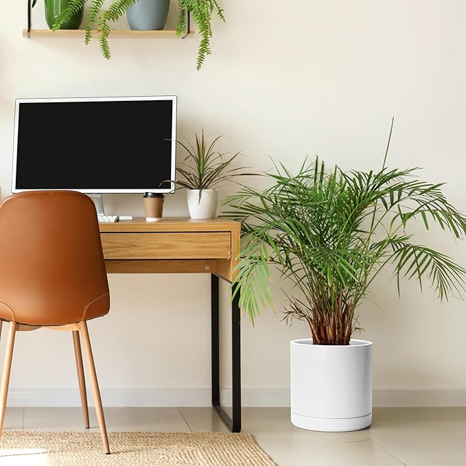 D'vine Dev 10 Inch Ceramic Planter Pot with Drainage Hole and Saucer, Indoor Cylinder Round Planter Pot, White, 94-O-E-1