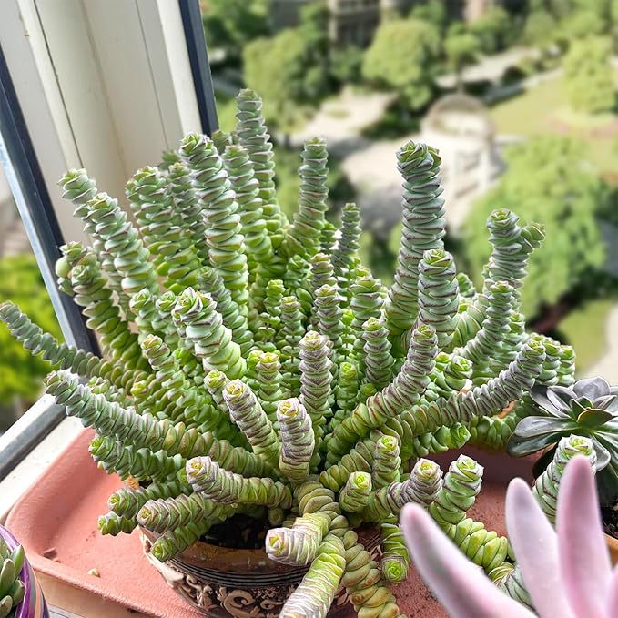 4" String of Buttons in White Stripe Pot, Live Crassula 'Baby's Necklace' Trailing Succulent, Rare House Plant for Home Office Wedding Hanging Decoration, DIY Projects, Party Favor