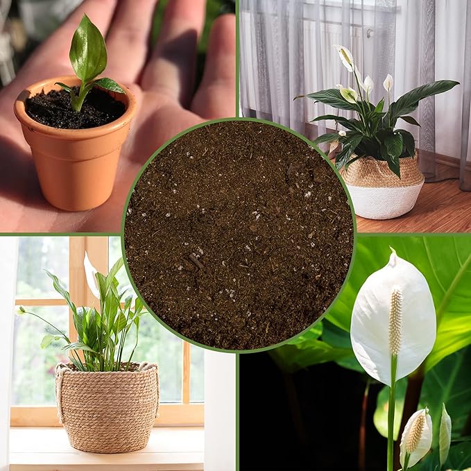 Peace Lily Potting Soil Mix (2 Quarts), for Planting, Growing, or Repotting Peace Lily Plants