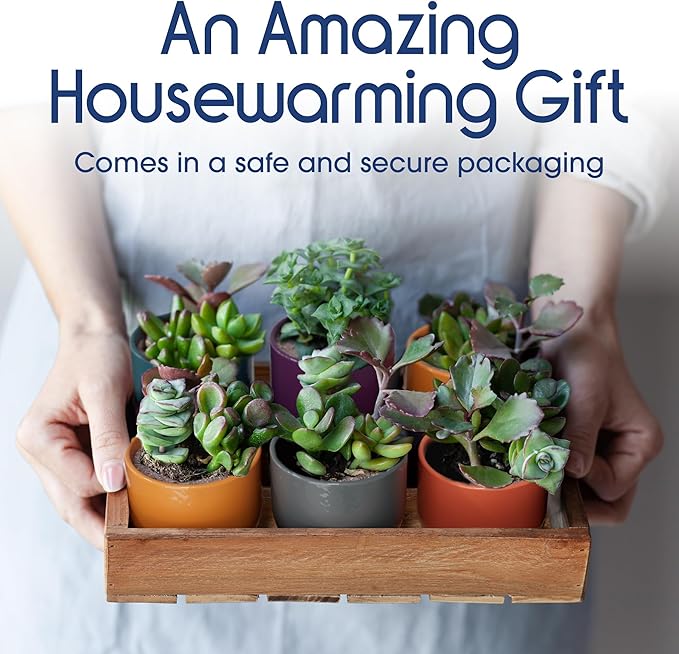 Mini Succulent Plant Pots – 2.5" Ceramic Planters with Bamboo Coasters, Set of 5 | Small Indoor Pot Set, Sunrise Color Theme, Drainage Hole, Decorative Gift Box