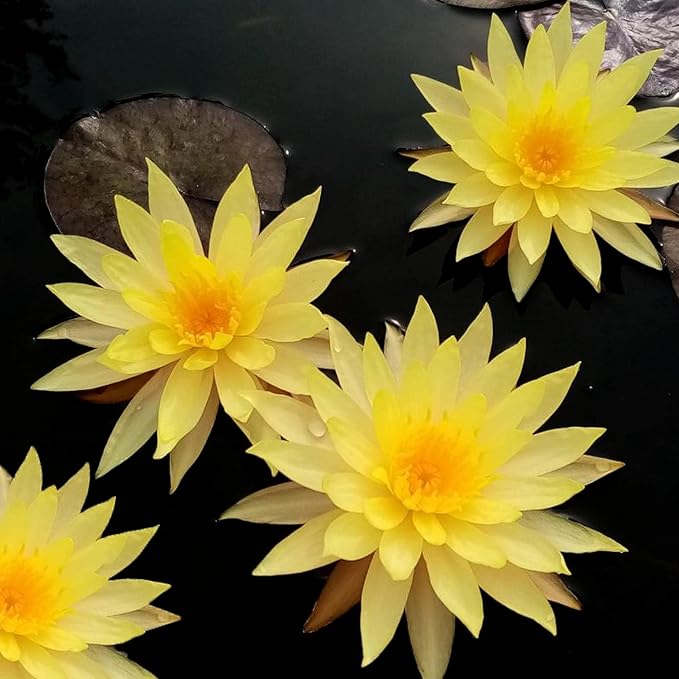 Pin Waree Live Perennial Water Lily Perfect Pond Plant Pre Grown Bare Root Waterlily Outdoor Koi Pond or Container Ponds Lillies pregrown Lilly pad