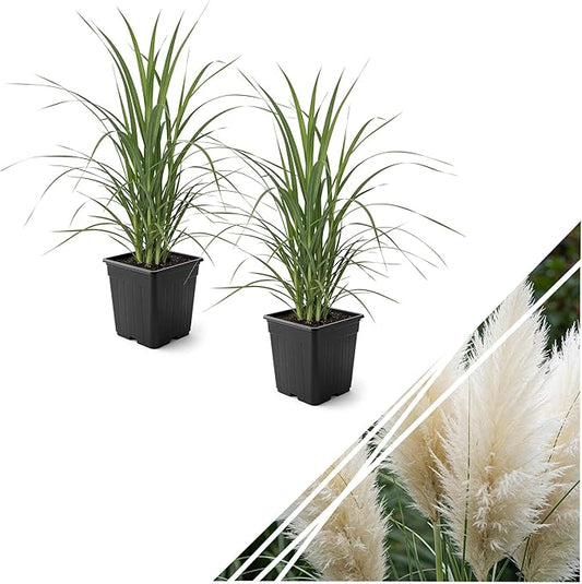 Ornamental White Grass (2 Plants Per Pack) - Live Decorative Plant - 12" Tall by 6" Wide in 1.5 Qt Pot