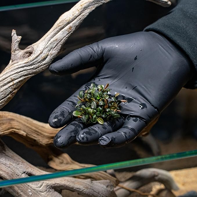 SubstrateSource Bucephalandra Brownie Phoenix Live Aquarium Plant - Natural Freshwater Fish Tank Decorations, Aquatic Decor (Plant (10-15 Leaves))