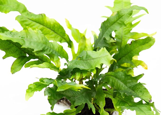 Java Fern Live Aquarium Plants – Windelov, Narrow Leaf & More– Easy Aquascaping Plants for Freshwater Tanks, Low Light, No CO₂ (Java Fern Lionfish on Nutripad)