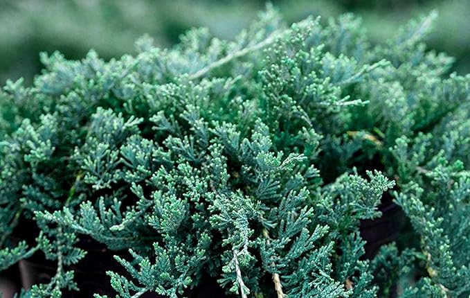Blue Rug Juniper - 3 Live Plants - 2" Pots - Juniperus Horizontalis 'Wiltonii' - Low Maintenance Evergreen Groundcover