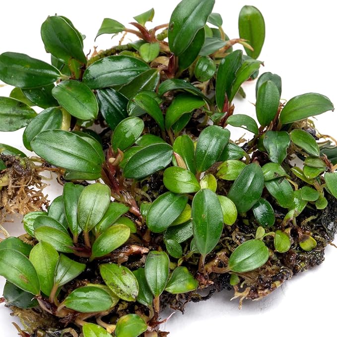 SubstrateSource Bucephalandra Mini Coin Live Aquarium Plant - Natural Freshwater Fish Tank Decorations and Aquatic Decor (Small Clump (3-5 Plants))