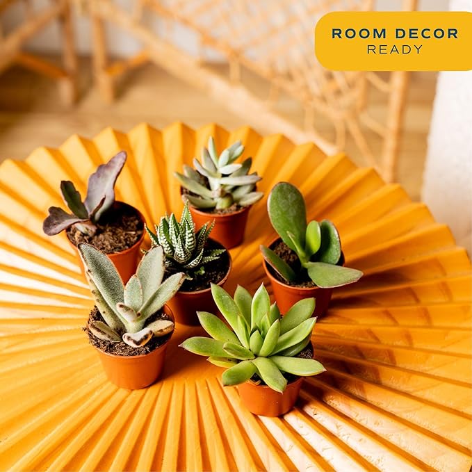 Costa Farms Live Succulents (Pack of 6) - Mini Succulent Plants, Grower's Choice Live Houseplants, Potted in Nursery Plant Pots, Potting Soil, Gift for Bulk Baby Shower, Bridal Shower, DIY Room Decor