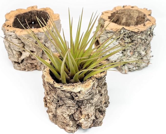 Air Plant Shop Cork Bark Planters with Assorted Air Plants- Wholesale and Bulk - Succulents - Live Tillandsia - Easy Care Indoor and Outdoor House Plants