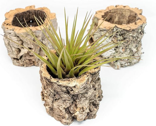 Air Plant Shop Cork Bark Planters with Assorted Air Plants- Wholesale and Bulk - Succulents - Live Tillandsia - Easy Care Indoor and Outdoor House Plants