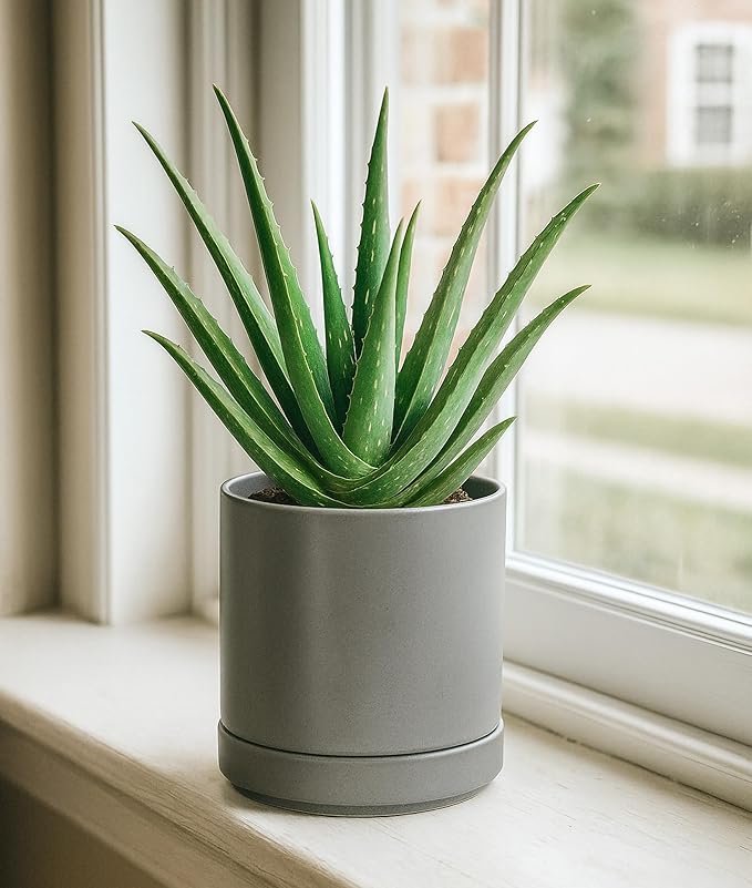 D'vine Dev 4.7 Inch & 6.5 Inch Ceramic Planter Pots for Plants with Drainage Hole and Saucer, Small Plant Pots Set, Speckled Grey, 94-G-S-3