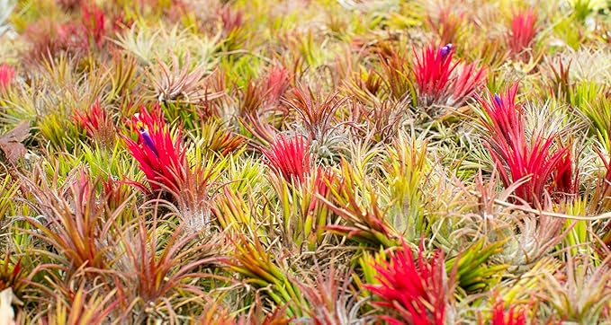 Air Plants - Tillandsia Ionantha - Organically Enhanced Color - Live Arrival Guaranteed - House Plants for Home Decor & Gift (Coral_Glow_2pk+2_Black_Planters)
