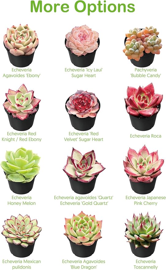 2" Live Succulent 'Cremnosedum Little Gem', Rare Succulent Plants Fully Rooted in Pots, Unique House Plant for DIY, Party Favor, Home Office Decoration