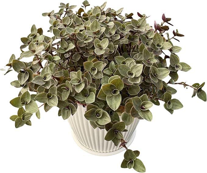 Turtle Vine with White Stripe Pot, Live Callisia Repens Sedum Succulent in 4" Pot, House Plant Home Office Wedding Decoration DIY Projects Party Favor