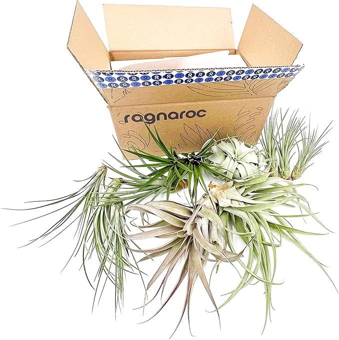 ragnaroc Holiday Hosting Gift Box Jumbo - 12ct - Tillandsia Air Plant Set - Live Arrival Guaranteed - House Plants for Home Decor & Gift